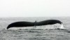 Gli ftalati minacciano di trasformare le Balenottere del Mediterraneo in ermafroditi