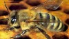 UE: la salute delle api