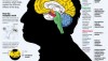 Effetti a lungo termine dell’uso di marijuana sul cervello