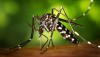 Il virus Zika sbarca in Europa