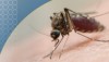 Un nuovo trattamento per la malaria