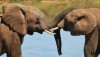 Le proboscidi degli elefanti stanno ispirando la robotica del futuro