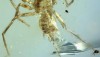 Scorpio-ragni scoperti in Myanmar
