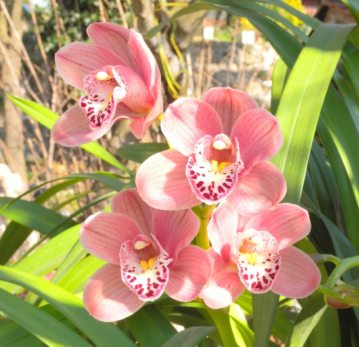 orchidee_2