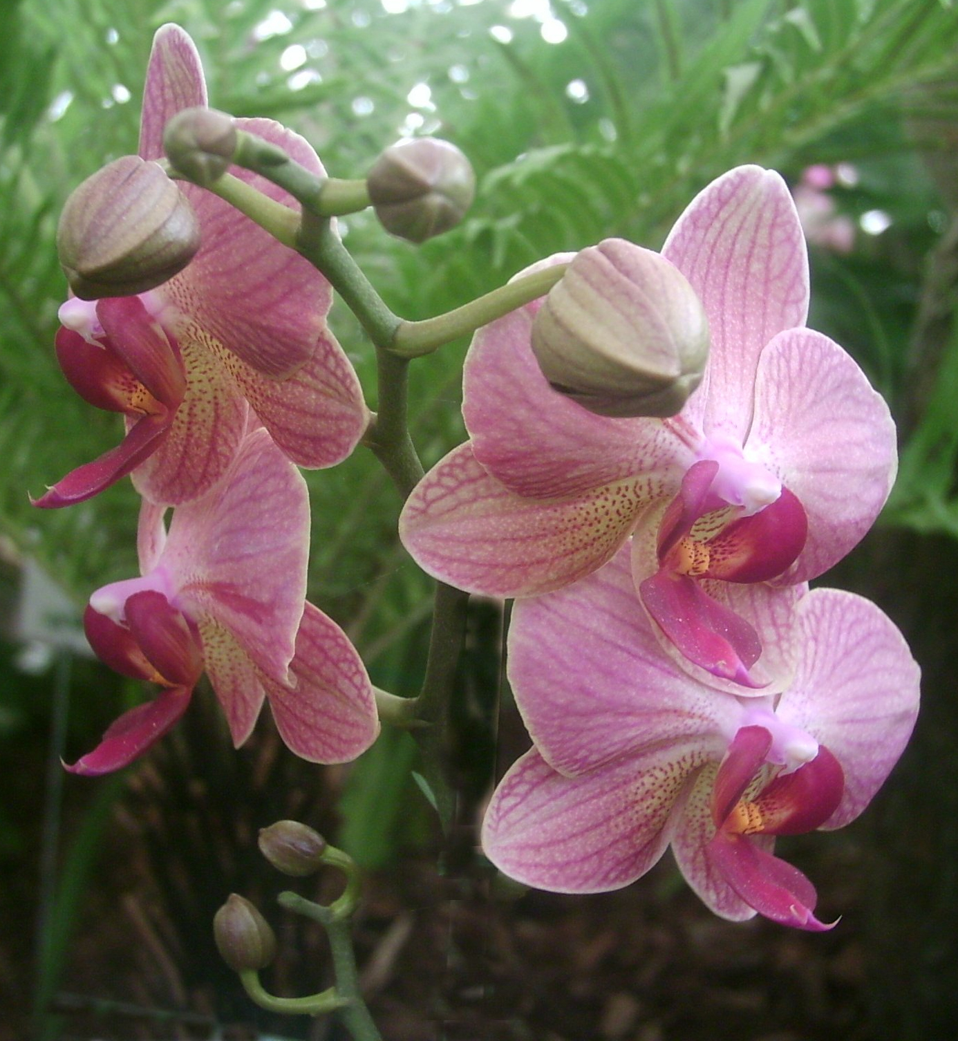 orchidee_3