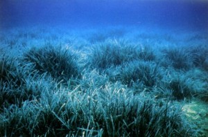 Posidonia oceanica.