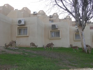 Gli stambecchi nubiani sono una specie diffusa nel deserto e si sono adattati bene anche agli ambienti urbani, dove i simpatici animali girano praticamente quasi indisturbati.