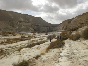 Gli abitanti del deserto sanno dove trovare la poca acqua presente in migliaia di chilometri quadrati, come questi stambecchi nubiani, che sembrano godersela parecchio vicino ad una pozza d’acqua sul fondo di uno uadi.