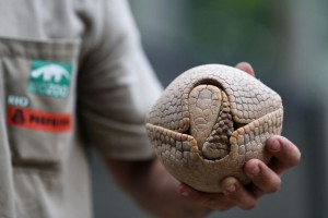 Il biologo brasiliano Rodrigo de Cerqueira tiene nella mano un armadillo (Tolypeutes tricinctus) allo zoo di Rio de Janeiro. L'animale è stato scelto come mascotte per i mondiali per la sua straordinaria capacità di chiudersi a riccio, o meglio a palla.