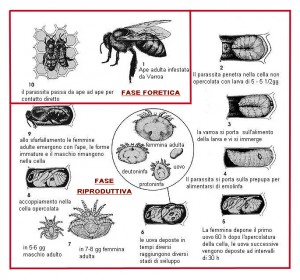 Varroa_Ciclo_Biologico