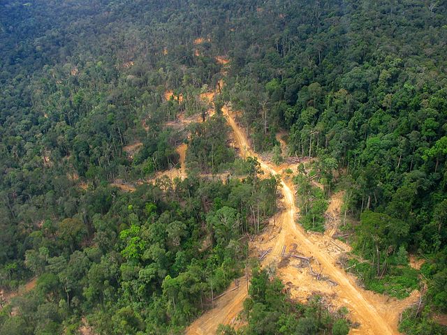 Logging_road_East_Kalimantan_2005