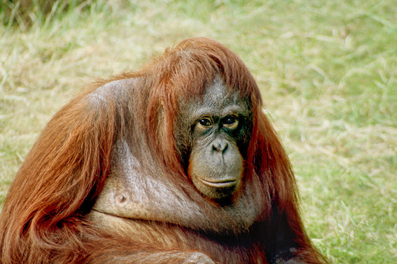 Orangutan-bornean_light