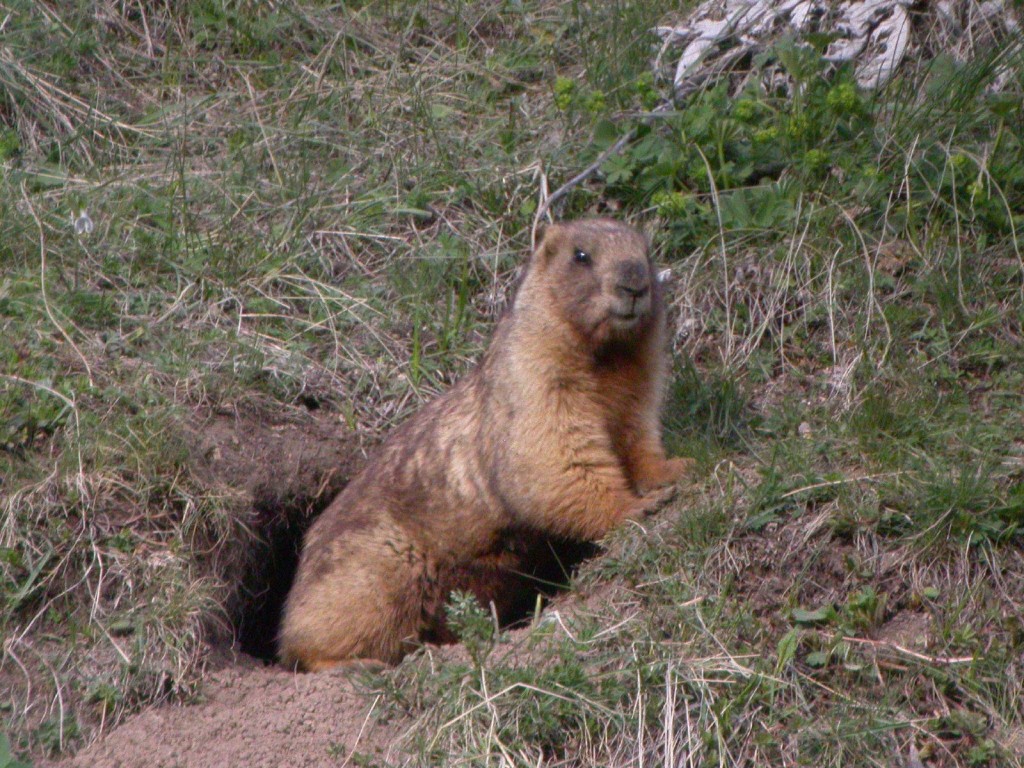 Marmota baibacina.