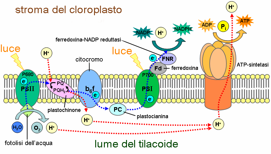 Le reazioni della fase luce dipendente della fotosintesi clorofilliana.
