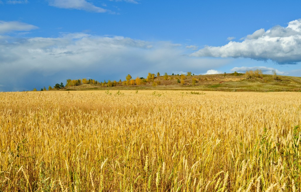 campo di grano