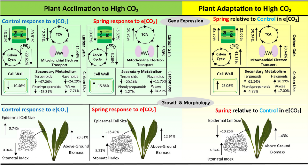 piante si adattano co2