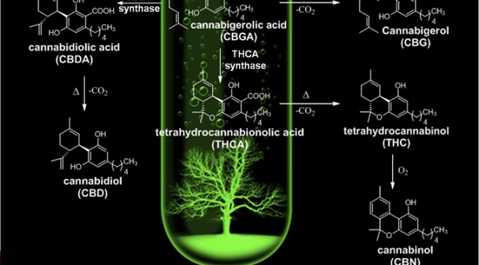 cannabidiolo