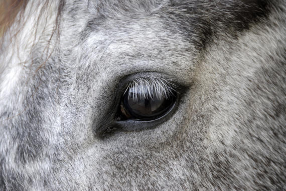 Eye of a grey Horse France